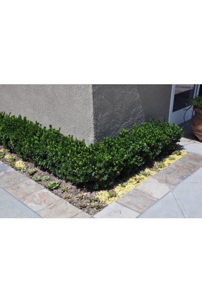 Бруслина японська Грін Спайр бордюрна посадка